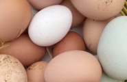 Eiernockerln