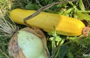 Salat mit warmem Zucchinidressing