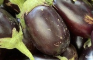 Melanzani-Zucchinigemüse