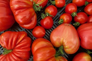 Im Juli 2025 startet die Ernte