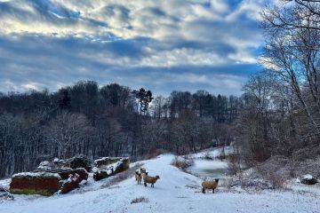 Neues Jahr - J&auml;nner 2026