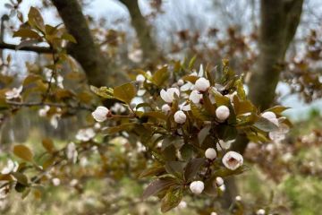 M&auml;rz 2026 - der Fr&uuml;hling zeigt sich
