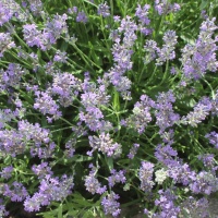 Lavendel-