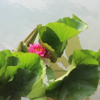 Seerosen im ersten Wasserretentionsraum-