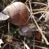 Weinbergschnecke beim Fressen!-