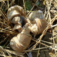 Weinbergschnecken - Paarung-