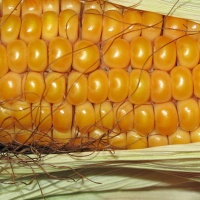 -frischer Mais in Kolben