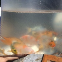Koi's-