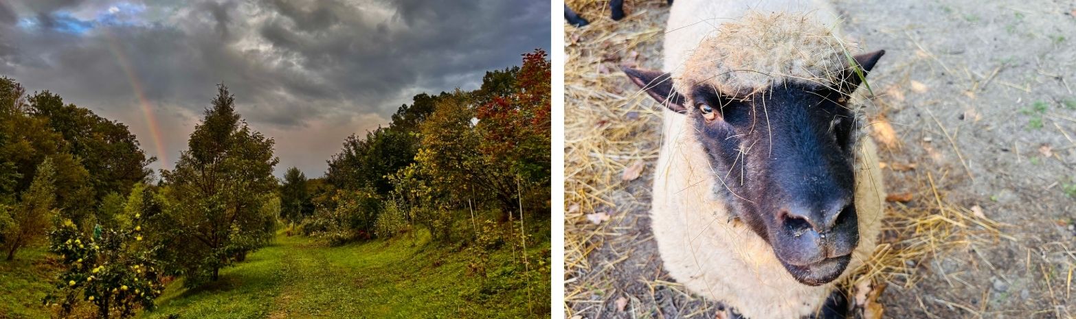 September 2026 - DER HERBST H&Auml;LT EINZUG AM WILDNISKULTURHOF
