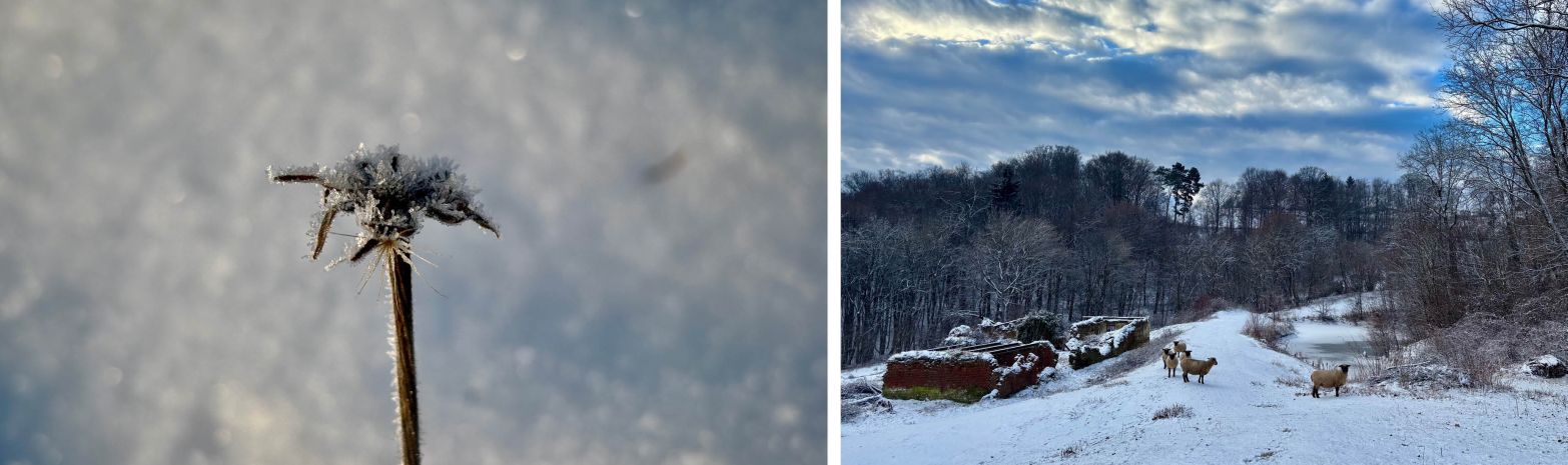NEUES JAHR 2026 UND SCHNEE AM WILDNISKULTURHOF