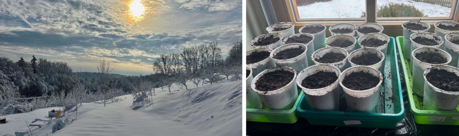 FEBRUAR 2026 AM WLDNISKULTURHOF - UND ES SCHNEIT WIEDER