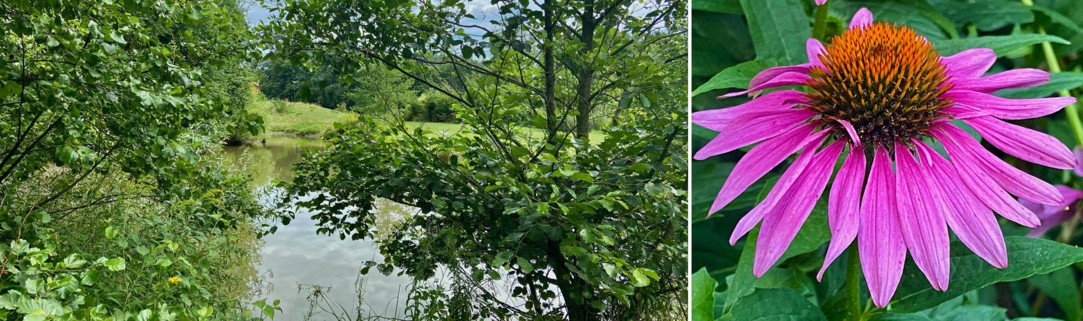 JULI 2025 AM WILDNISKULTURHOF - ES GIBT SOOO VIEL ZU ERNTEN!