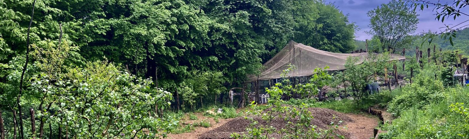 Kitchengarden
